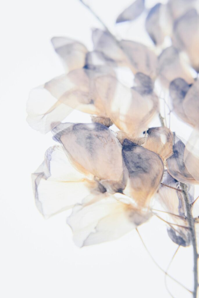 Close-up of delicate translucent flowers in soft pastel tones, evoking elegance and purity.
